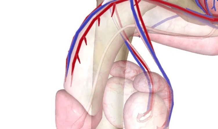 insufficient blood supply to the penis