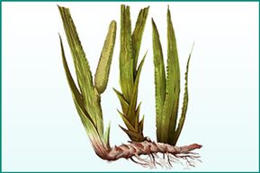 General strengthening and potency increasing calamus